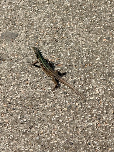 Italian Wall Lizard