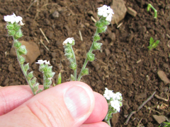 Cryptantha muricata