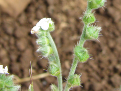 Cryptantha muricata