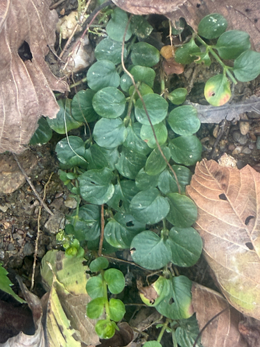creeping Jenny