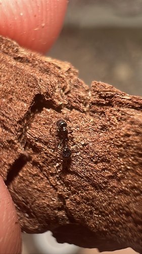 Pergande's Acorn Ant