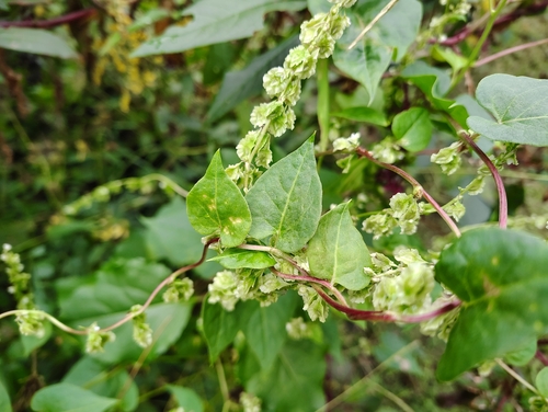 Fallopia scandens, photograph 6