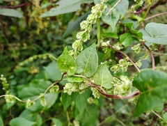 Fallopia scandens, photograph author not stated, no rights reserved