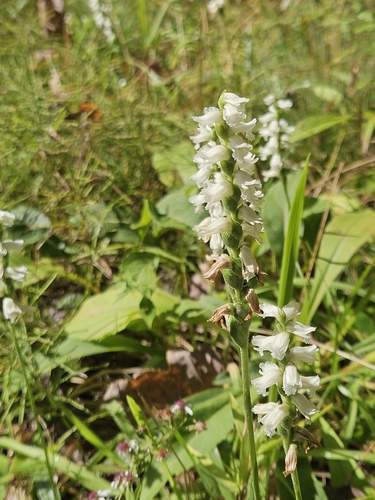Spiranthes arcisepala