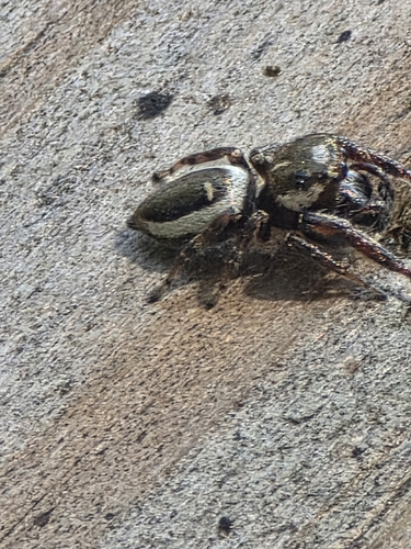 Bronze Jumping Spider