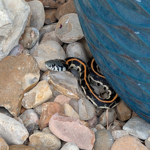 Black-necked Garter Snake