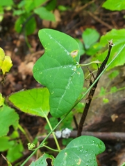 Passiflora lutea