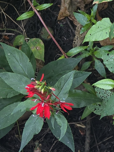 cardinal flower