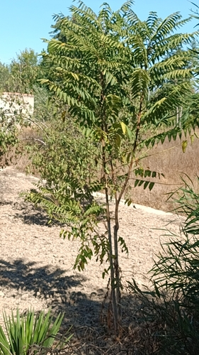 tree-of-heaven