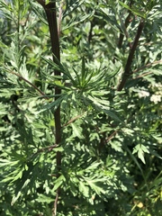 Artemisia vulgaris