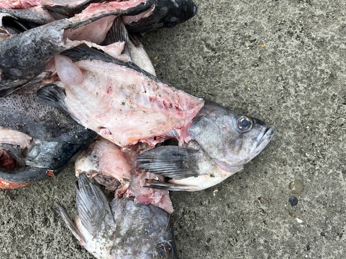 Black Rockfish