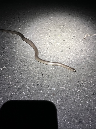 Northern Rubber Boa