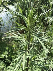 Artemisia vulgaris