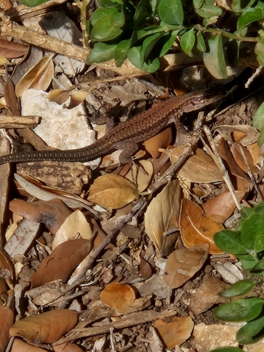 Common Wall Lizard