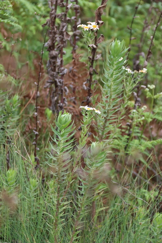 Osmitopsis asteriscoides, photograph 1