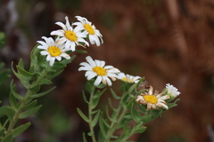 Osmitopsis asteriscoides