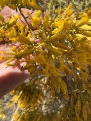 (c) Michael O'Loughlin, some rights reserved (CC BY) Chrysothamnus viscidiflorus, photograph (c) Michael O'Loughlin, some rights reserved (CC BY)