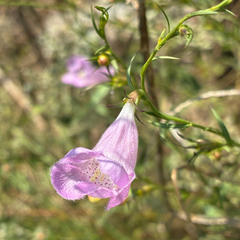Agalinis heterophylla, photograph (c) Aubrey French, some rights reserved (CC BY)