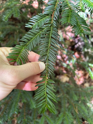 common yew