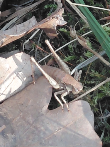 Dark Bush-cricket