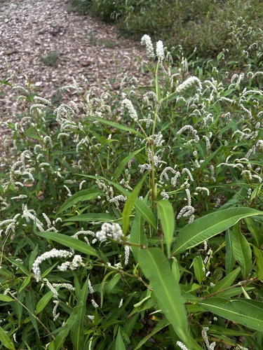 pale smartweed