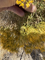 Chrysothamnus viscidiflorus, photograph (c) Michael O'Loughlin, some rights reserved (CC BY)