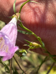 Agalinis heterophylla, photograph (c) Aubrey French, some rights reserved (CC BY)