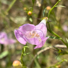 Agalinis heterophylla, photograph (c) Aubrey French, some rights reserved (CC BY)