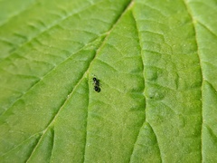 Temnothorax longispinosus