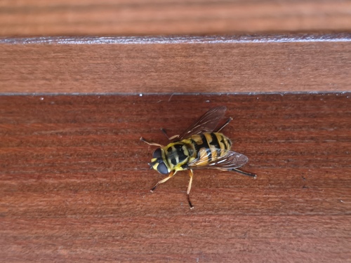 Yellow-haired Sun Fly