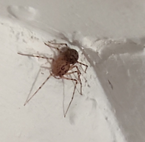 Common Spitting Spider