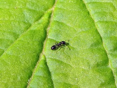 Temnothorax longispinosus