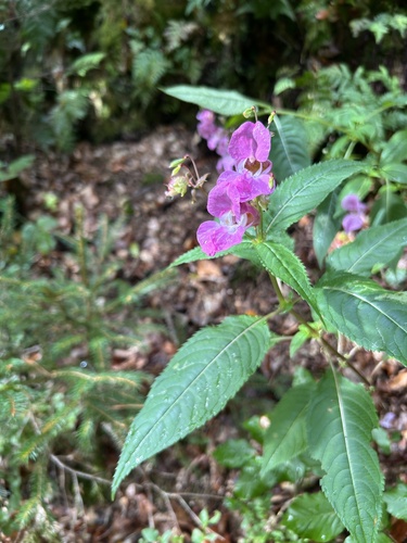 Himalayan balsam