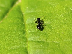 Temnothorax longispinosus