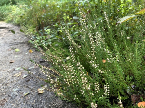 common heather