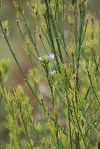 Psoralea pinnata, photograph 1