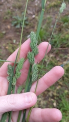 Phalaris caroliniana