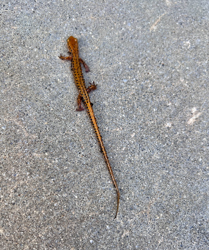 Long-tailed Salamander