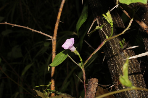 Ipomoea triloba, photograph 3