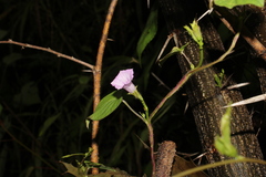 Ipomoea triloba, photograph (c) Rodolfo Maximiliano Gutiérrez-Sánchez, some rights reserved (CC BY)