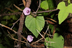 Ipomoea triloba, photograph (c) Rodolfo Maximiliano Gutiérrez-Sánchez, some rights reserved (CC BY)