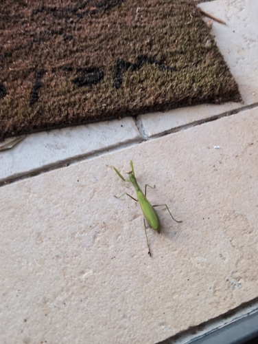 European Mantis