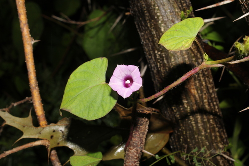 Ipomoea triloba, photograph 2