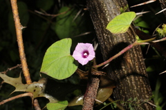 Ipomoea triloba, photograph (c) Rodolfo Maximiliano Gutiérrez-Sánchez, some rights reserved (CC BY)