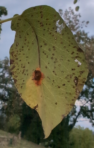 Pear Rust