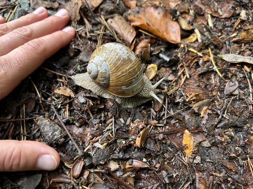 Roman Snail