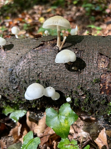 porcelain mushroom