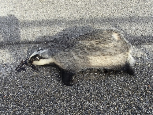 European Badger