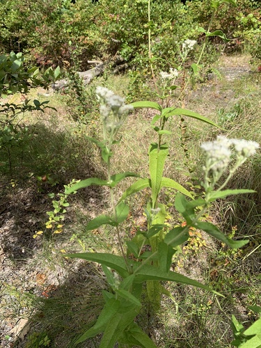 common boneset