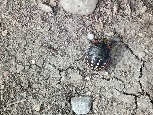 Southern Green Stink Bug